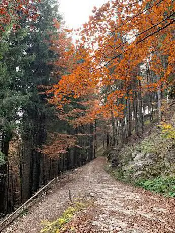 Foresta dei Folignani