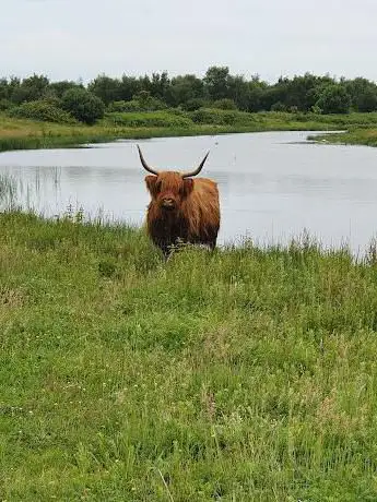 Dintelse Gorzen - Vogelkijkscherm