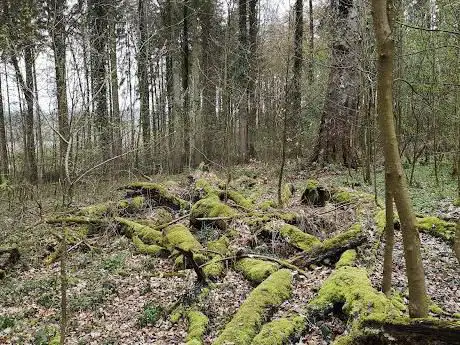Rotlaubbuche von Buch