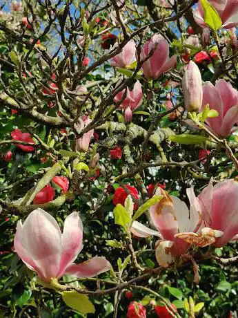 Magnolia tree