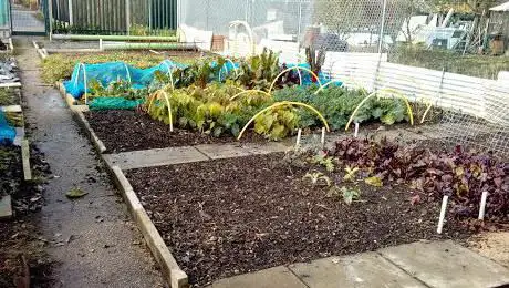 Photo de Arthur Street Allotments