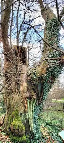 Chataigner de la célèbre guinguette l'Arbre des Roches