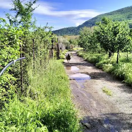 Photo de Oasi del gatto libero sirignanese