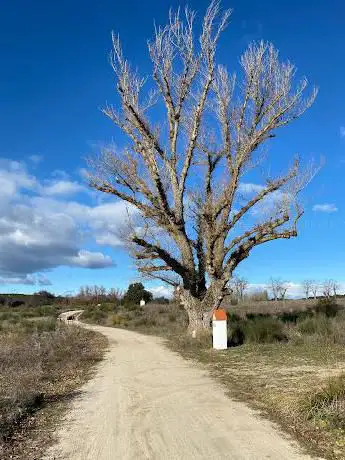 Photo de Chopo de Sacedón