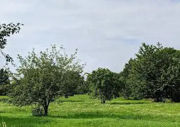 Streuobstwiese am Eckbach
