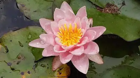 Photo de Orto Botanico da Aprile a fine Settembre
