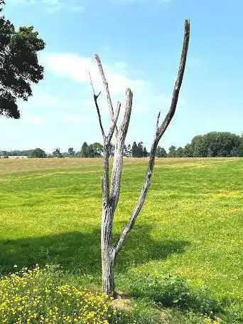 Photo de Danger Tree