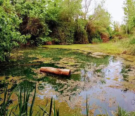 Photo de Ullals de la Carrova