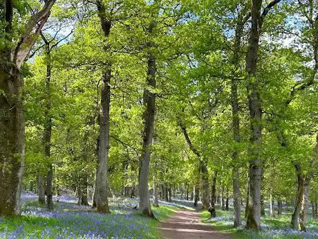 Photo de Kinclaven Bluebell Woods