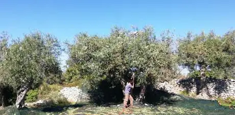 Photo de AGRIOM Azienda Agricola di Orsini Mattia