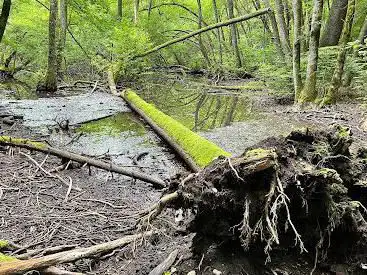 Bois de Chenes