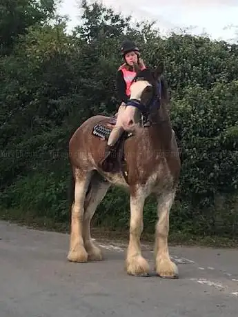 Photo de rt equestrian services