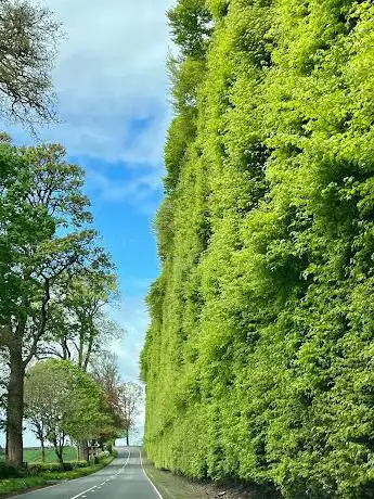 Photo de Meikleour Beech Hedge