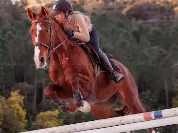 Pony Club Squirrels