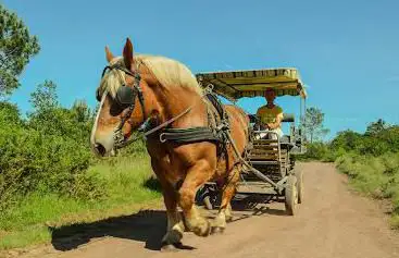 Photo de Les calèches de Barenton en Brocéliande