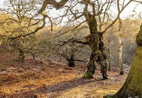 Photo de Cannock chase - Tree Groot/LOTR Ent