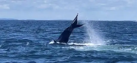 Photo de Provincetown Whale Watch Tickets