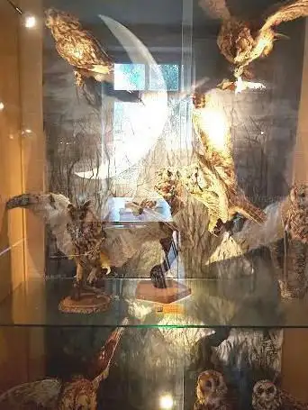 Photo de Musée des Oiseaux