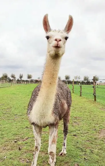 Kinderboerderij Den Ast