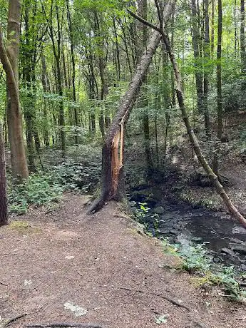 Photo de Esholt Woods