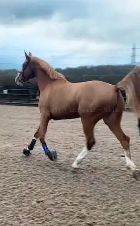 Photo de Lower Dale Farm Equestrian Centre