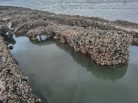 Photo de The SS Denham wreck