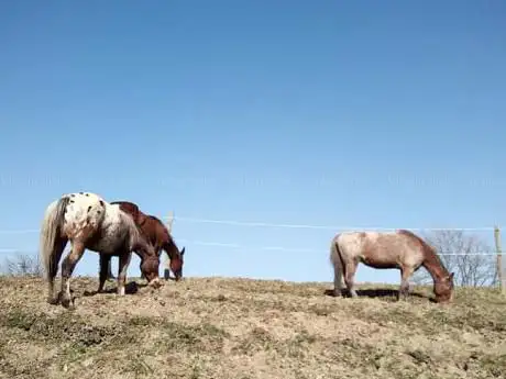 Photo de Equioasi Arcadia