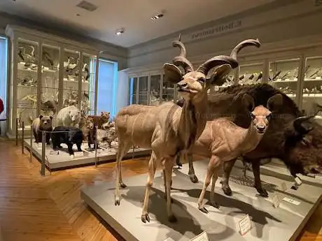 Muséum d'Histoire naturelle de La Rochelle