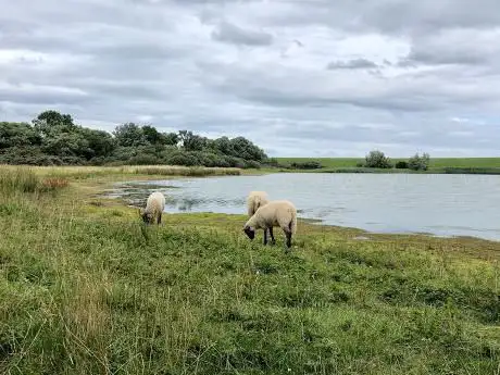 Photo de Vogelkijkhut Inlaag Keihoogte Wissekerke