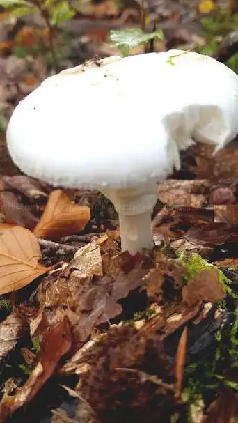 Poteau du Mont Huguet