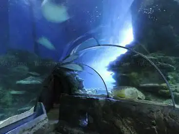 Photo de SEA LIFE Centre London Aquarium