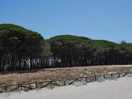 Pineta di San Giovanni