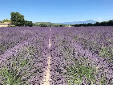 Champs de lavande