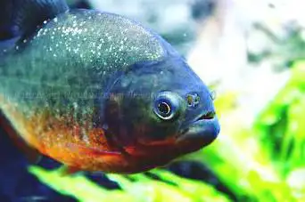 Photo de Aquarium de Dunkerque