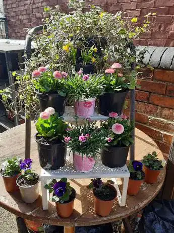 Rawmarsh plant Sanctuary