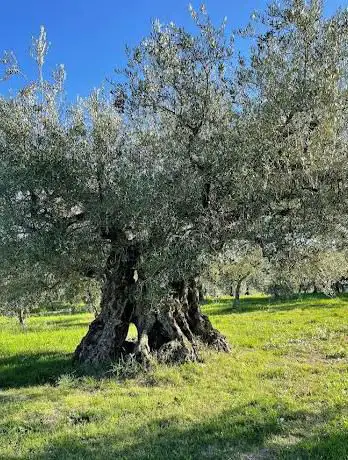 Photo de Olivo secolare di Macciano