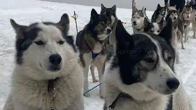 Photo de Arco Mushing Team - Bertrand Pidoux