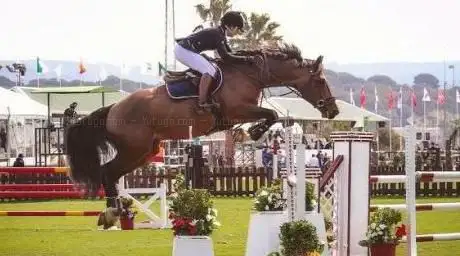 IPSport Horses