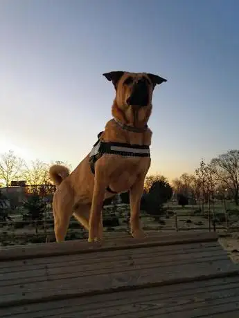 Photo de para perros Park