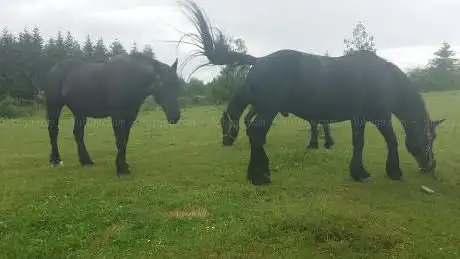 Photo de Domaine Les Olivettes - Horse riding