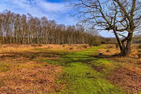 Photo de Litcham Common