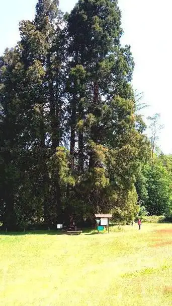 Sequoiadendron giganteum