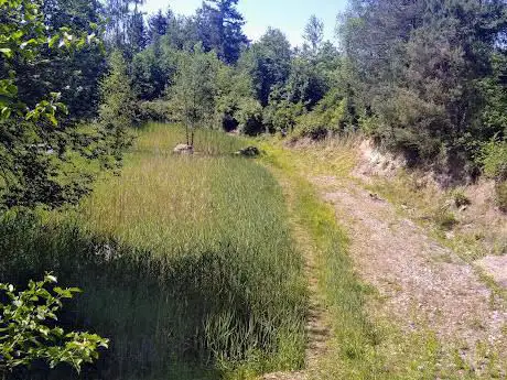 Moor Biotop