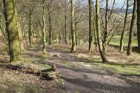 Tipping Hill Wood