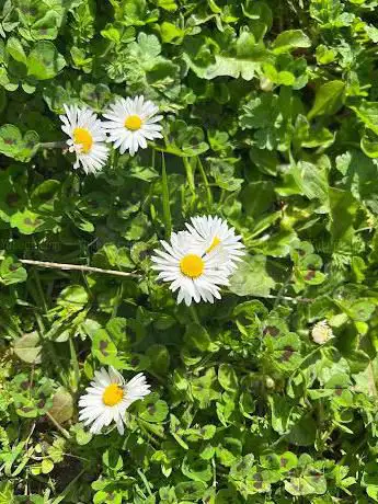 Photo de Brickfields Meadow