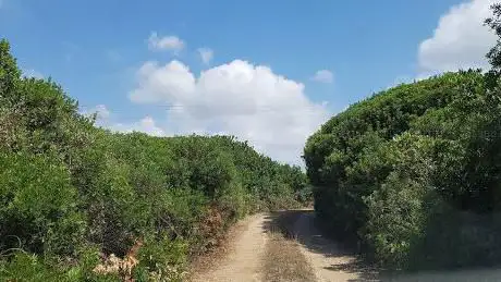 Pineda del Mont Girat (Pineta)