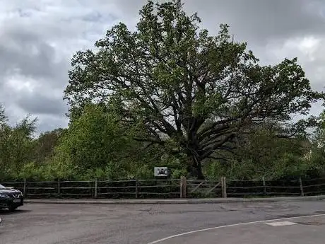 Photo de The Great Spreading Oak