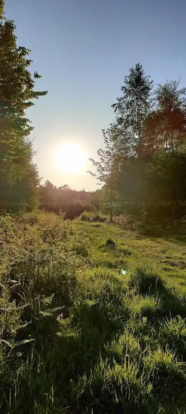 Footland Wood