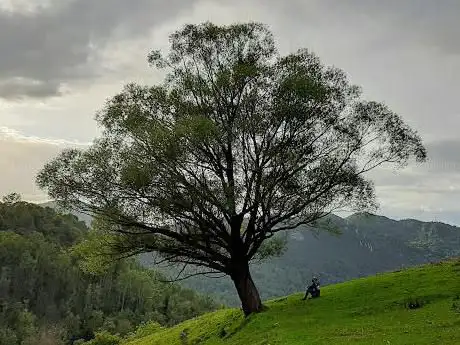 Photo de Arbre