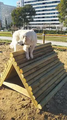 Ãrea canina